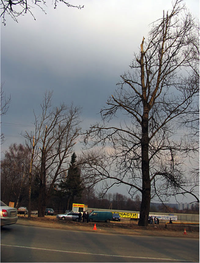 A damaged tree on the East side of Kutuzov Street.